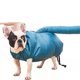 thumbnail image 1 of Bolsa de secado de pelo para mascotas, abrigo de soplado rápido y cómodo de 360 grados para baño esponjoso para cachorros y gatos, natación M (5-12,5 kg/11,0-27,5 lb), 1 of 10