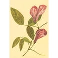 thumbnail image 3 of PI Collection 11x14 Black Modern Framed Museum Art Print Titled - Butterfly Pea, 3 of 5