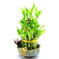 8-lucky-bamboo-plant-4-6-stalks-feng-shui-gift-live-plant