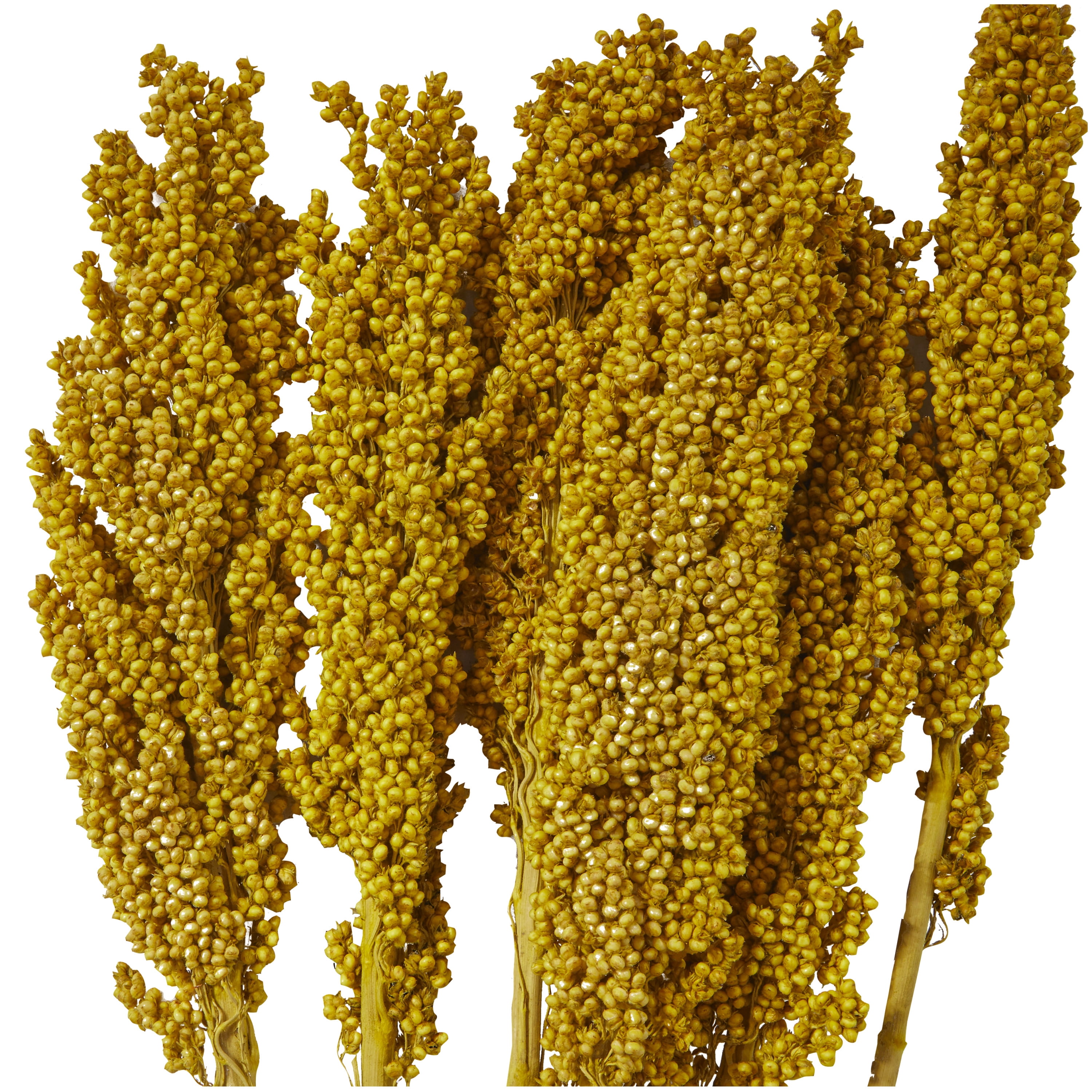30" Dried Plant Natural Foliage Corn Maze Bouquet with Long Stems, by DecMode
