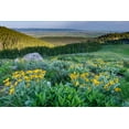 thumbnail image 2 of Garber, Howie 18x13 White Modern Wood Framed Museum Art Print Titled - USA-Wyoming-Arrowleaf balsamroot wildflowers in meadow-summer-Caribou-Targhee National Forest, 2 of 4