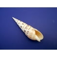 thumbnail image 3 of Beautiful Marlinspike Seashell 5" - 5 7/8" (Terebra Maculata) Beach Cottage Decorating, 3 of 4