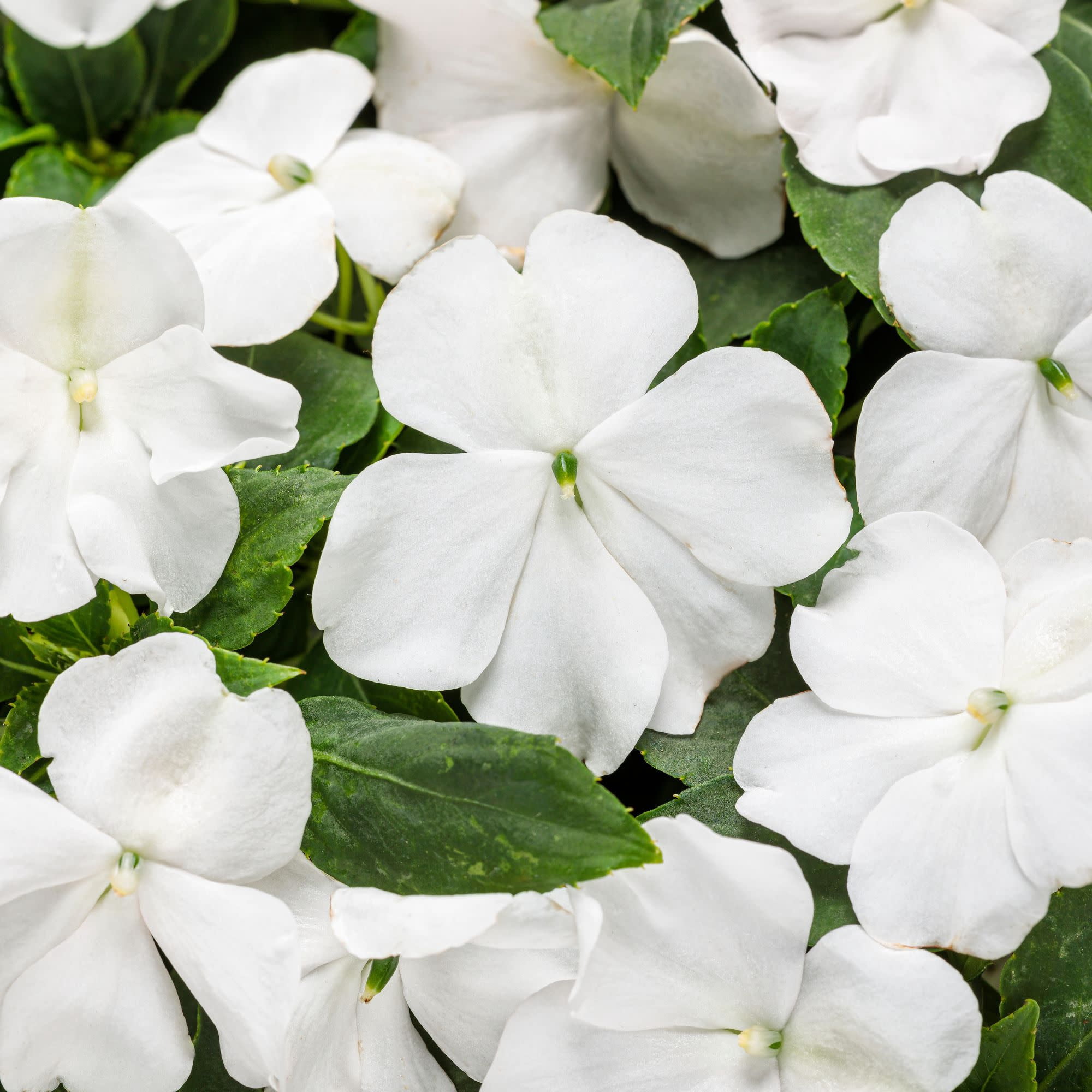 Proven Winners 4"  Soprano White Bedding Impatiens Live Plant in 4.25" Pot (4 Count)