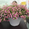 thumbnail image 2 of Bacopa Pinktopia® Seed, 2 of 3