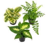 Element Favorite Live Plants in 2.5" Grower Pots (3 Count), Approx 5" Tall, Part Sun