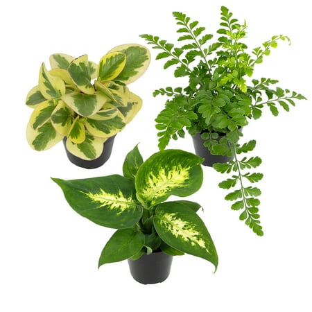 Element Favorite Live Plants in 2.5" Grower Pots (3 Count), Approx 5" Tall, Part Sun