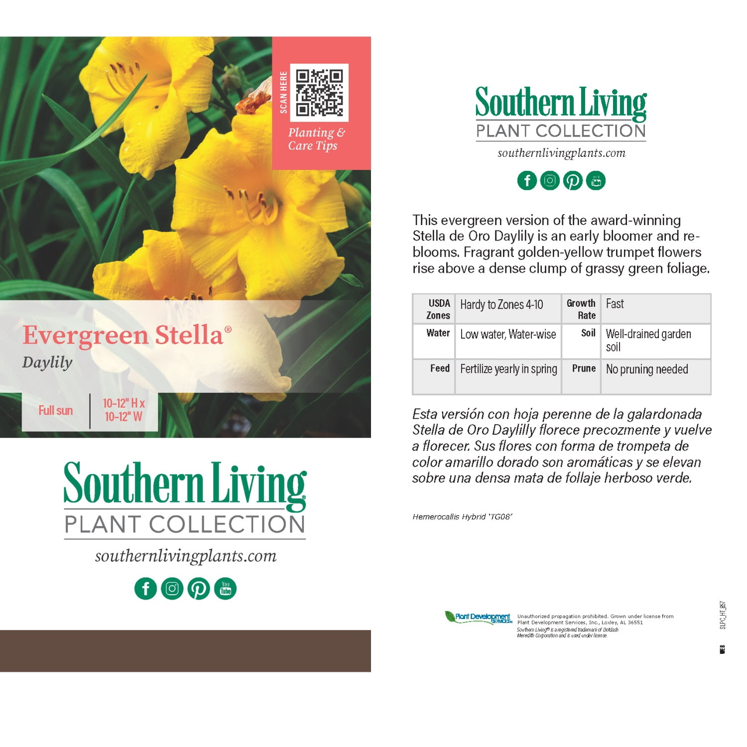 Southern Living Evergreen Stella Daylily Live Shrub in 2.5-Quart Grower Pot