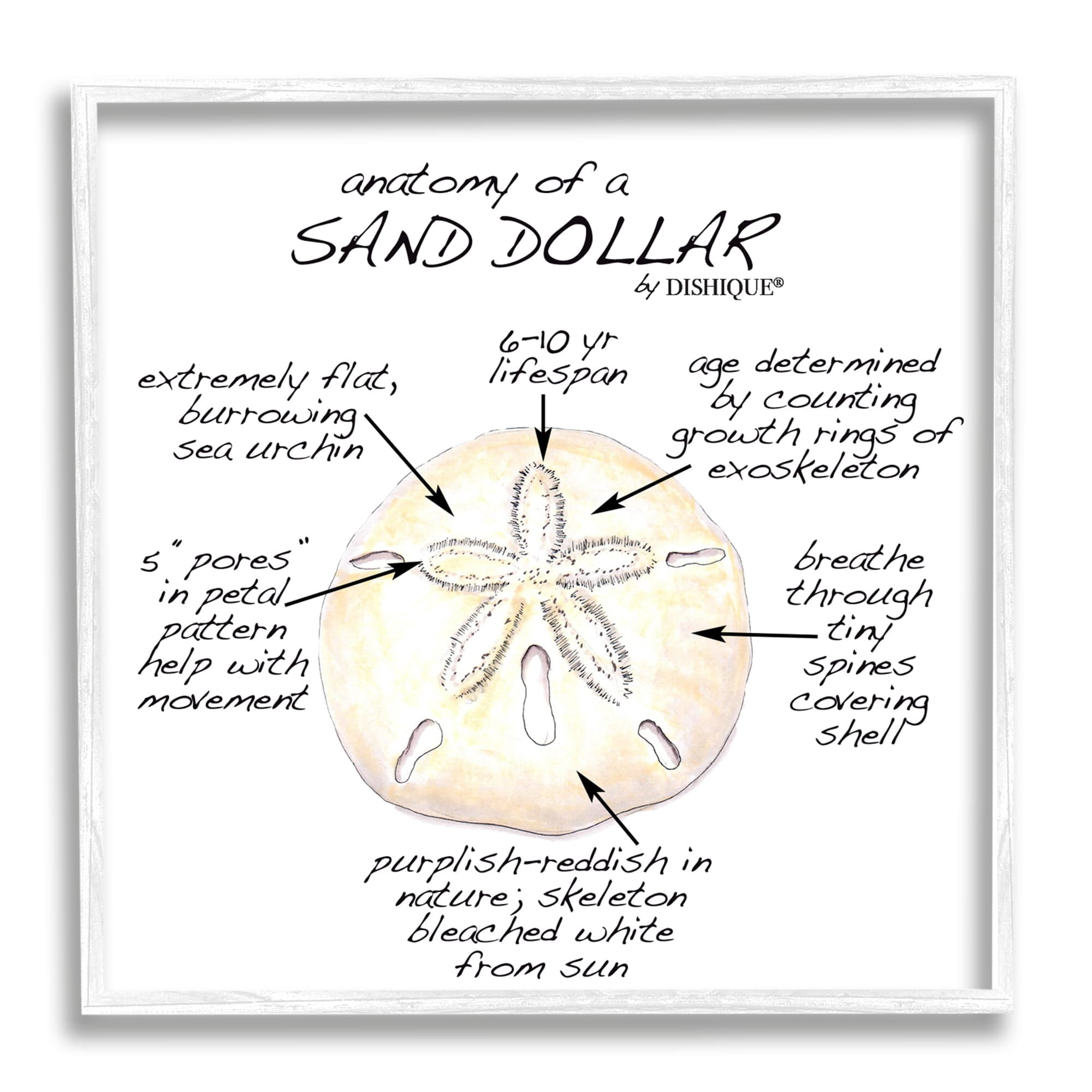 Stupell Industries Informative Sand Dollar Learning Chart Nautical Education Graphic Art White Framed Art Print Wall Art, Design by Dishique