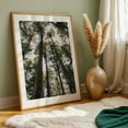 thumbnail image 6 of Tall Trees - Photography Forest Nature Woodland Scenic Wilderness Landscape Unframed Wall Art Print 20 x 30 inches, 6 of 60