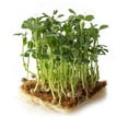 thumbnail image 2 of Arivka Pea Seeds - 25 Lb Bulk ~57,600 Seeds - Non-GMO Green Pea Seeds - Farm, Garden Cover Crop - AKA: Arivka Field Pea, 2 of 5