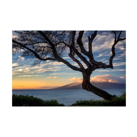 Dennis Frates 'Branching Tree' Canvas Art