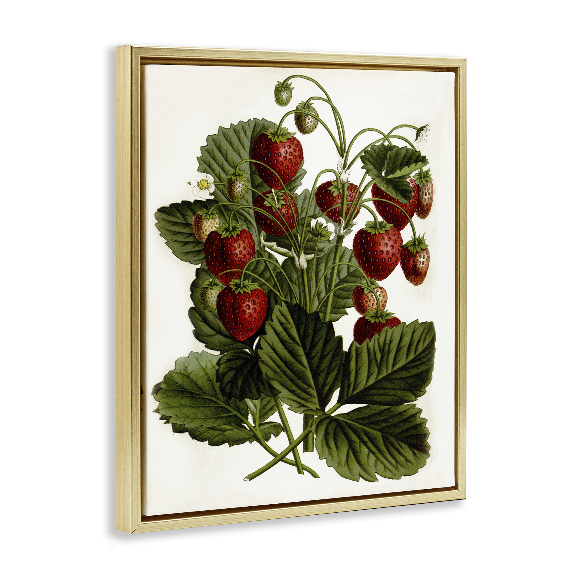 Stupell Industries Strawberry Plant Study Food & Beverage Painting Gold Floater Framed Art Print Wall Art, 25 x 31