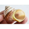 thumbnail image 4 of Set of 30 Hand Picked Turbo Hermit Crab Shells Lot 1"-2" (opening 5/8"-1") Medium Size, 4 of 7