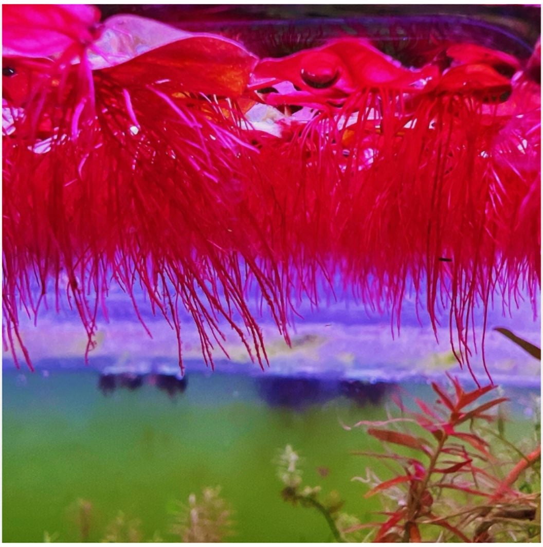 60+ Leaf Red Root Floater Live Aquarium Floating Plant – Freshwater Aquatic Plant for Fish Tank & Shrimp Tank