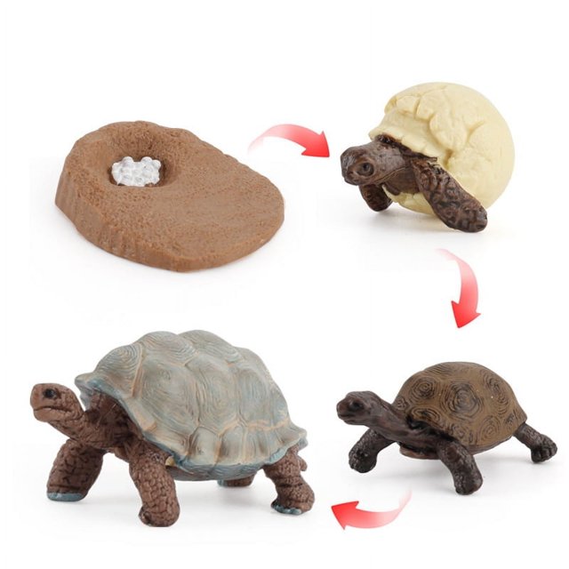Alician Modèle de Cycle de Croissance Animal Simulation Jouets Éducatifs pour Enfants