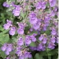 thumbnail image 2 of Walker's Low Catmint Perennial - Nepeta faassenii  - Quart Pot - Live Plant, 2 of 4