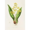 thumbnail image 2 of James Bateman 17x24 Black Ornate Framed Double Matted Museum Art Print Titled: Oncidium Cavendishianum (1837-1843), 2 of 5