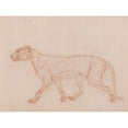 thumbnail image 3 of George Stubbs 14x11 Black Modern Framed Museum Art Print Titled - Tiger Body, Lateral View (1795 to 1806), 3 of 5