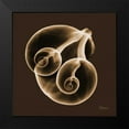 thumbnail image 2 of Koetsier, Albert 20x20 Black Modern Framed Museum Art Print Titled - Fig Shells F140, 2 of 5