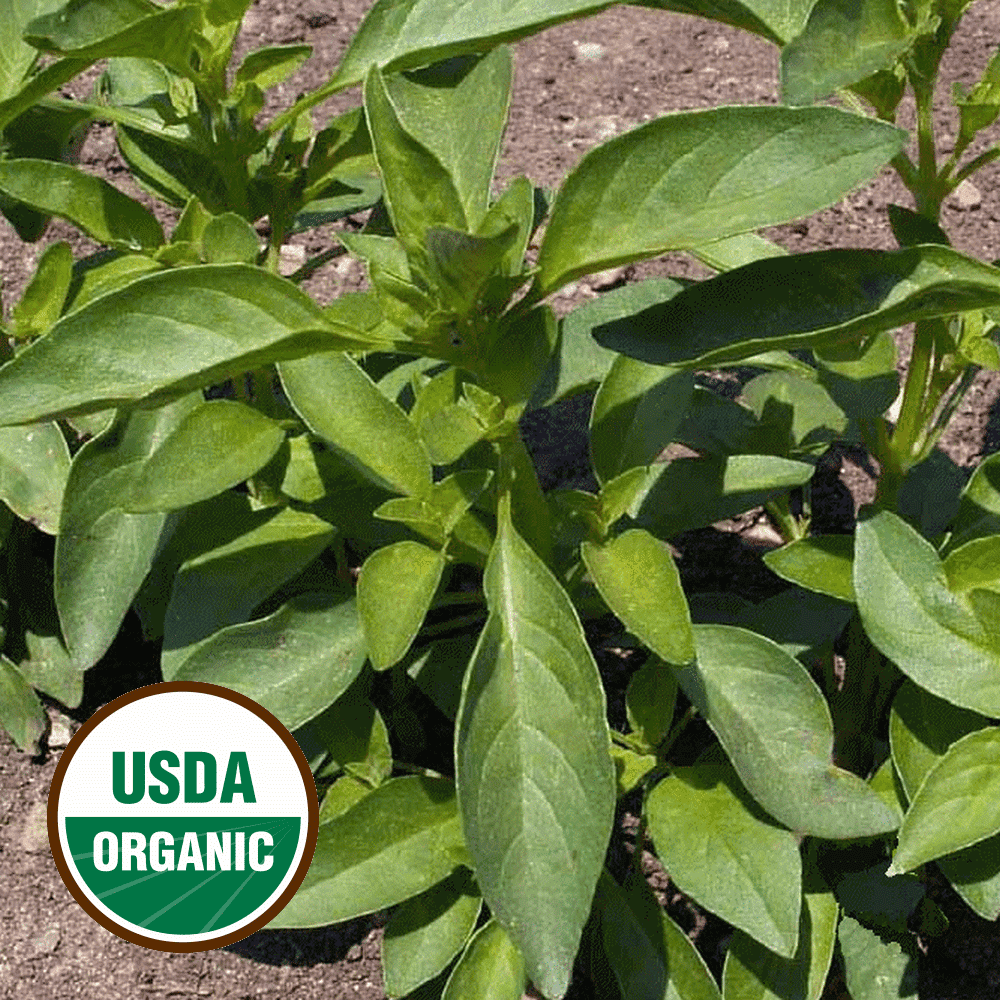 Basil 1 Oz Cinnamon Basil Herb Seeds Everwilde Farms Mylar Seed Packet 