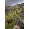 thumbnail image 2 of Kaveney, Wendy 17x24 White Modern Wood Framed Museum Art Print Titled - Llama with rainbow overhead, Machu Picchu, Peru, 2 of 4