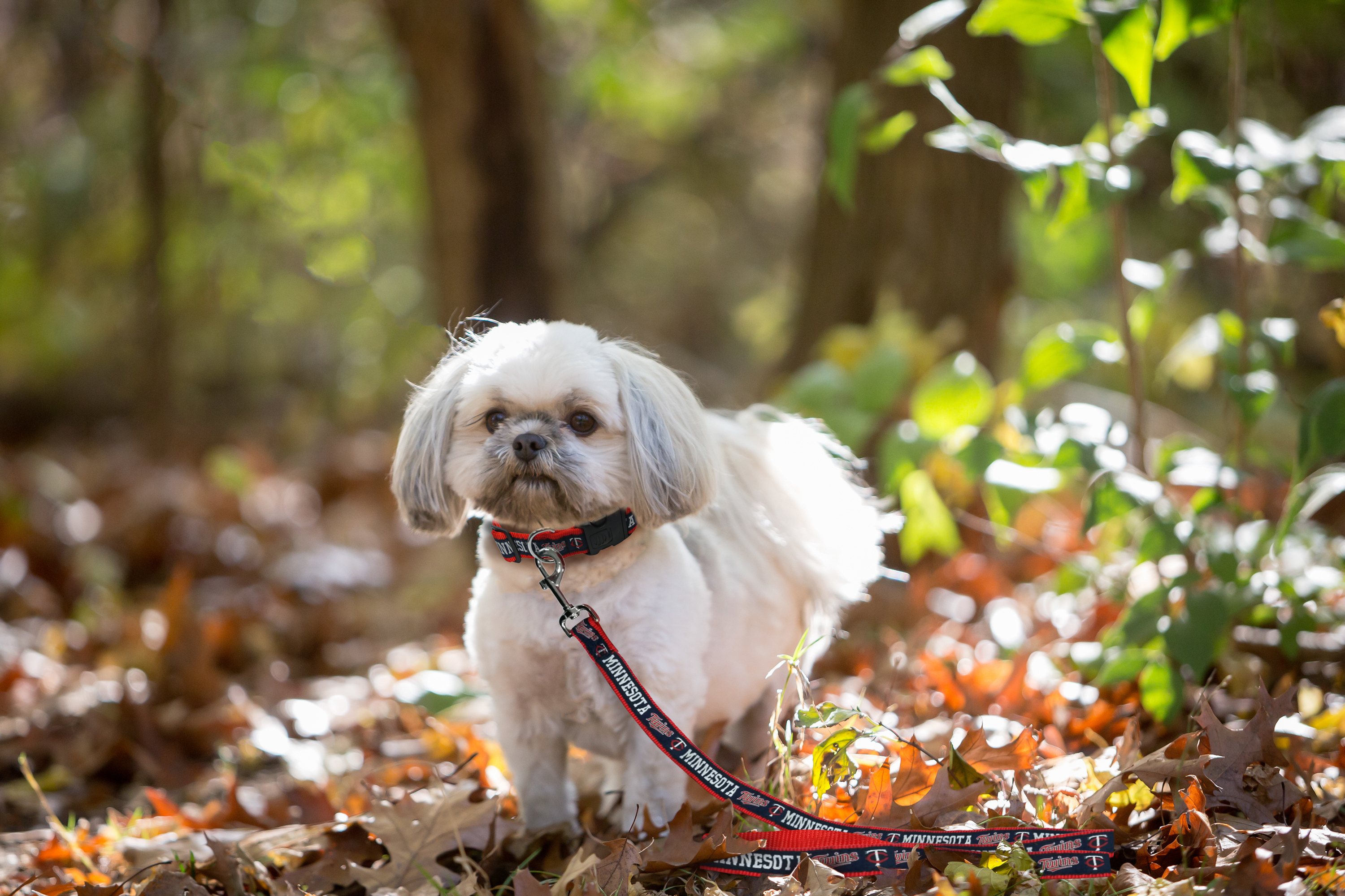 Pets First MLB Minnesota Twins Cats and Dogs Durable Pet Leash, Medium