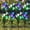 8 PACK, variant on Outdoor Solar Lights Decorative LED Flowers - Pack of 4 Solar Lilies Patio Décor Purple & White Solar Powered Garden Decoration Lights -Backyard Lighting – Waterproof Lily Flower