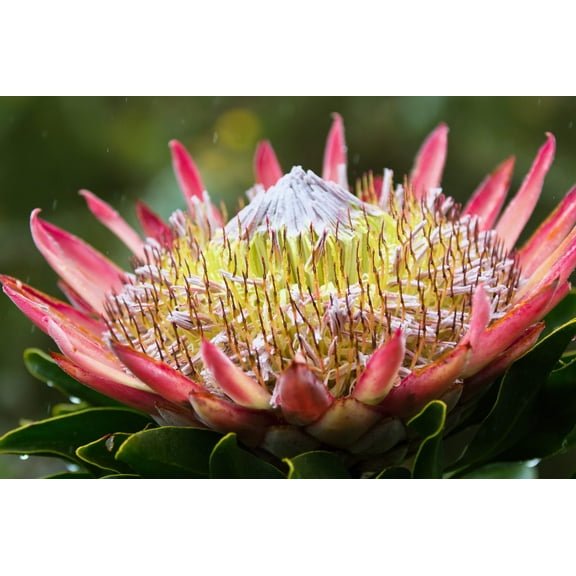 5 Giant KING PROTEA Cynaroides Sugarbush Rare 12" Flower Seeds
