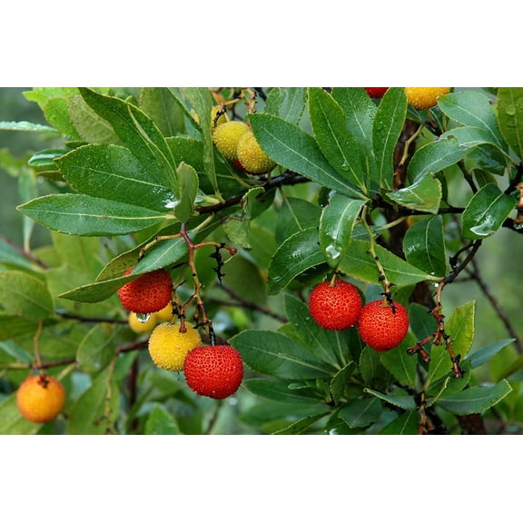 CZ Grain Non-GMO 50 Strawberry Tree Planting Seeds