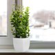 thumbnail image 3 of 2 piezas de plantas artificiales en maceta para escritorio, plantas de imitación en maceta, adorno de bonsái verde, 3 of 6