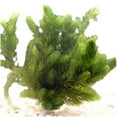 thumbnail image 4 of 3 Pond Plants Bundle - Water Lettuce, Water Hyancinth and Hornwort, 4 of 4