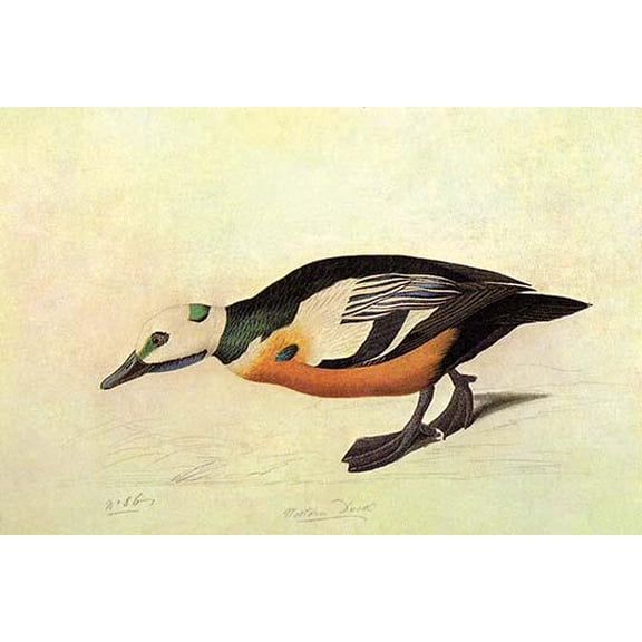 Stellers Eider-Fine art canvas print (20" x 30")