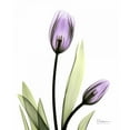 thumbnail image 3 of Koetsier, Albert 12x14 Black Modern Framed Museum Art Print Titled - Tulip in Full Bloom, 3 of 5