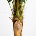 thumbnail image 6 of Nearly Natural Potted Coconut Palm Artificial Tree - 6', 6 of 8