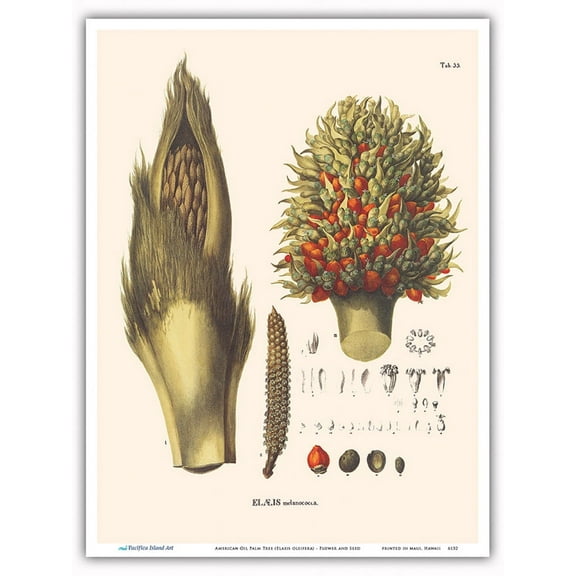 American Oil Palm Tree (Elaeis oleifera) - Flower and Seed - Vintage Botanical Illustration by Carl Friedrich Philipp von Martius c.1820s - Master Art Print (Unframed) 9in x 12in