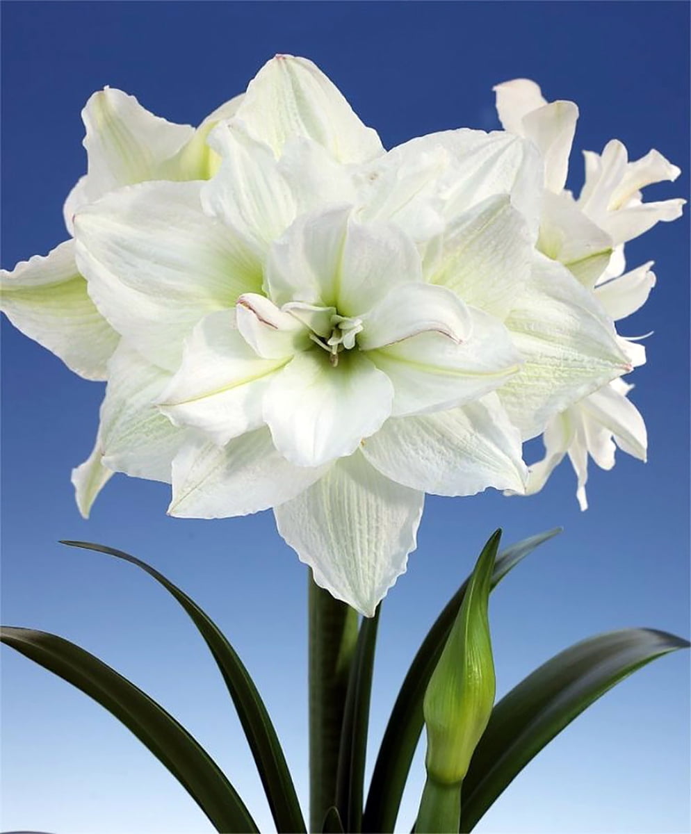 Arctic Nymph Giant Dutch Double Amaryllis Bulb - 26/+ cm Bulb - Walmart.com