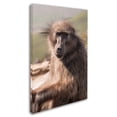 thumbnail image 2 of Trademark Fine Art 'Baboon Chilling in the Sunshine' Canvas Art by Thom Sivo, 2 of 3