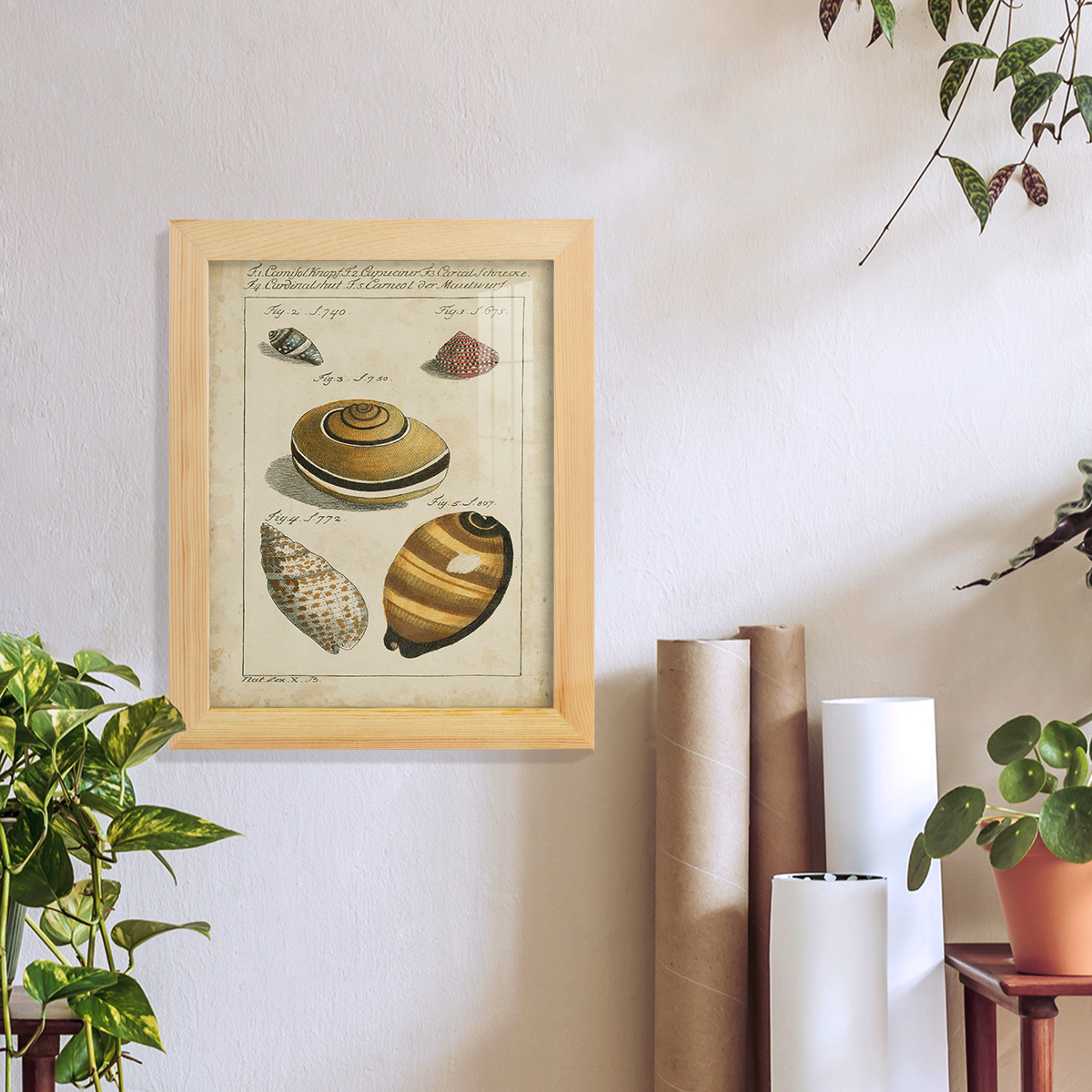 Vintage Shell Study IV -Framed Print w/glass-Natural Wood