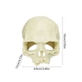thumbnail image 3 of Skull Aquarium Reptile Hideout Cave, PVC Shelter Terrarium Decor for Turtle Lizard Gecko and Snake, Basking Terrace Hidden Cave for Reptile Tank, Easy Clean Elevated Base Reptile Ornament, 3 of 3