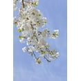 thumbnail image 2 of Paulson, Don 11x14 White Modern Wood Framed Museum Art Print Titled - Washington, Seabeck Cherry blossoms, 2 of 4