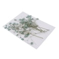 thumbnail image 4 of segolike Natural Dried Real Babysbreath Flower Set Assorted Colorful For Art Glass Crafts Green, 4 of 9