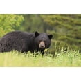 thumbnail image 2 of Large Male Black Bear Wall Mural by Wallmonkeys Peel and Stick Graphic (24 in W x 16 in H) WM83016, 2 of 4