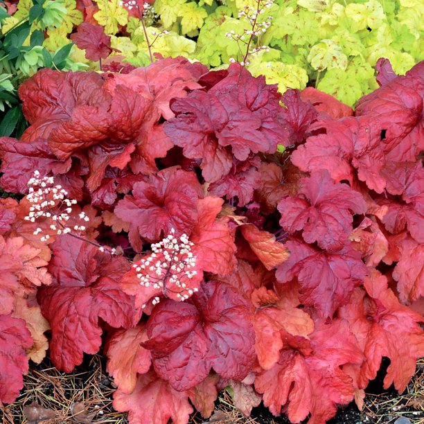 Fire Chief Coral Bells Heuchera Shade Perennial Gallon Pot