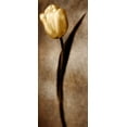 thumbnail image 2 of Zalewski, Christine 12x24 Black Ornate Wood Framed with Double Matting Museum Art Print Titled - Damask Tulip II, 2 of 4