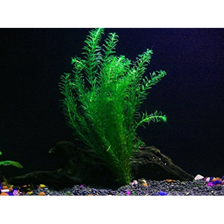 1 Anacharis Bunch - 4+ Stems | Egeria Densa - Beginner Tropical Live Aquarium (Best Live Plants For Freshwater Aquarium)