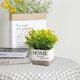 thumbnail image 4 of Topiarios, plantas y flores artificiales, mini plantas, maceta., 4 of 6