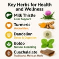 thumbnail image 2 of Cardo mariano, curcuma, diente de leon, boldo & cuachalalate TE (Milk thistle, turmeric, dandelion, boldo & cuachalalate) 24 Tea Bags, 100% natural herbal infusion, vegan, HerbeLiver support, 2 of 10