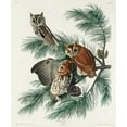 thumbnail image 2 of Audubon, John James 26x30 White Modern Wood Framed Museum Art Print Titled - Little Screech Owl, 2 of 4