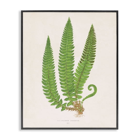 Stupell Industries Natural Fern Branch Trio Floral Painting Black Framed Art Print Wall Art, 11 x 14