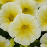 Harris Seeds Petunia Easy Wave Yellow F1 Seed, Annual, True Yellow, 6 ...
